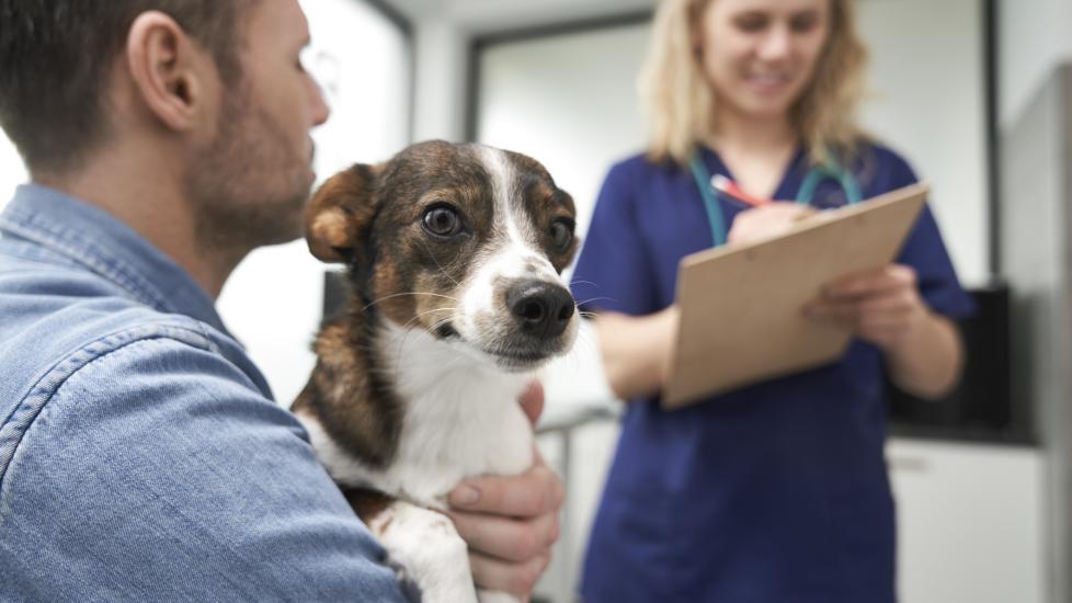 rabies in dogs; a dog is brought to the veterinarian by his pet parent. 